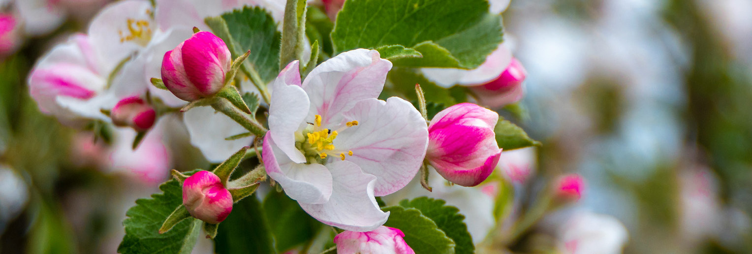 freundeskreis-bruehler-schloesser-und-gaerten-website-veranstaltung-apfelbluetenfest-2025-start